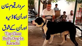 Top Class Bully Dogs In Karachi of Sardar Qayoum Khan Sahib By Bully Dog Chennel @Nafa TV HD