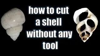 How to cut shells without any tool || seashell craft || Easy way to cut a shell
