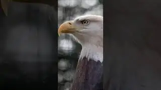 Bald eagle pics live wallpaper | Eagle Pictures Images Photos | Best Eagle Pictures Ever