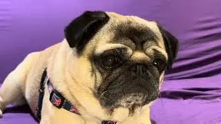 Do Pug Dogs Like Blueberries?