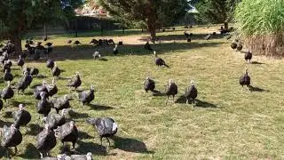 Take A Walk On A Free Range RSPCA Assured Turkey Farm