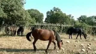 LA GIARA DI GESTURI  (SARDEGNA)