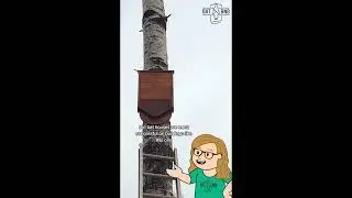 Should you Install a Bat House on a Tree?
