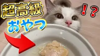 【カメラ】超高級おやつをあげた猫の反応がヤバすぎたｗｗｗ【すとぷり】【ラグドール】