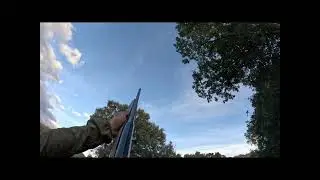 Chasse au pigeon en Corse 2025/26 #hunting #chien #animals #doglife #chasse #migration 