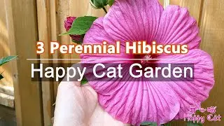 3 Perennial Hibiscus / Alcea Rosea / Rose Mallow / Anisodontea Capensis  are  Easy-to-Plant Flowers