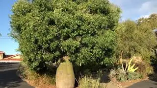 Queensland Bottle Tree