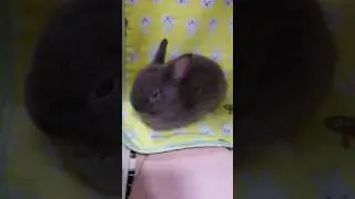 The rabbit's name is Wolf.(20170506-1)