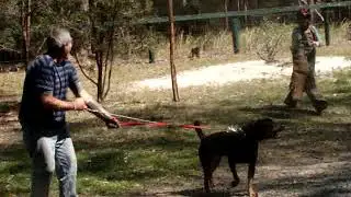 Rocky My Bike Protection Device.... Bite Trained Rottweiler Bites Girls Face