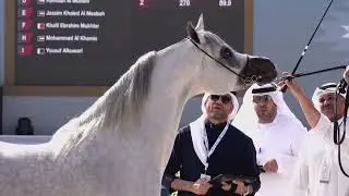 279 - E.S. WADI - AJMAN ARABIAN HORSE CHAMPIONSHIP 02 - 04 January  2026