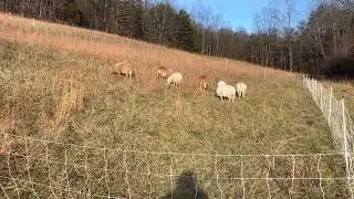 Ram with Ewes Breeding