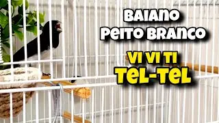 BAIANO PEITO BRANCO VIVITI-TEL TEL 