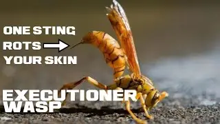 10 Executioner Wasp Facts - The King of Excruciating Stings - Animal a Day E Week