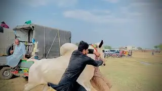 Most Angry and Racer fatehjangi bull of 2023 #domailbulls #fatehjangibulls #viralvideo