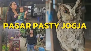 Pasar Pasty Jogja: Cio Akhirnya Lihat Burung Hantu dari Dekat 🦉✨