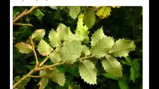 Желуди дуб золотистолистный  quercus chrysolepis  купить продажа