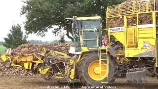 Ropa - Fendt - Krampe / Rübenernte - Harvesting Beets  2021