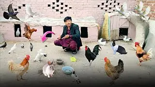 CatStik Say Sub Prindo Ko khilaya 😜Prinday Sub Happy Ho Gaye 