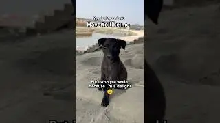 Would you like me 🥺#funnydogs#petparents #doglovers #vetsdiary#dogvideos #funnydogs#cutedog#love#dog