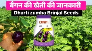 बैगन की खेती की जानकारी | Dharti zumba Brinjal Seeds | dharti zumba baigan