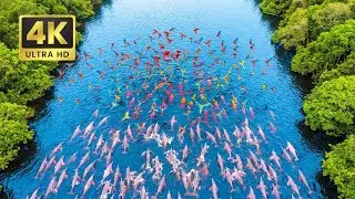 Relaxing Steps In The Amazon | THE RIVER'S PULSE : The Macaw's Festival & The Pink Dolphin's Dance