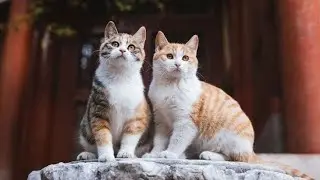 Cute Animal INSTINCTS 😻