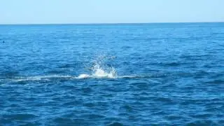 Dusky Dolphin Acrobatics