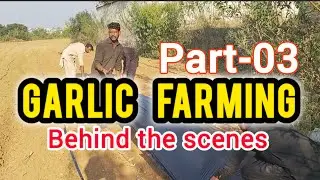 Garlic farming. Beginners Guide, full details Behind the Scene. Season 25-26. Part 03