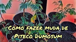 COMO FAZER MUDA PARA BONSAI DE PITECO DUMOSUM
