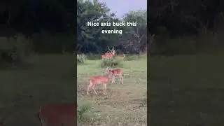 Nice axis buck tongight #deer #buckdeer #nature #axis