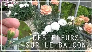 🌸 Fleurir son balcon avec des œillets et des anthémis | Exposition ensoleillée ☀️