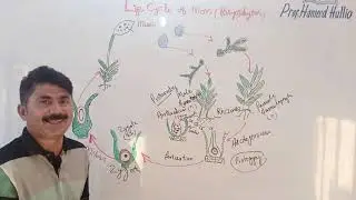Bryophyte [ Life cycle of Moss ]