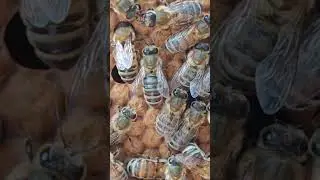 Just one frame in the RM Condor Hives, calm, good temperament and nice and healthy.  Happy. 😎