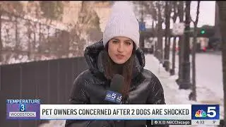 2 dogs shocked, 1 killed, in Chicago's River North neighborhood