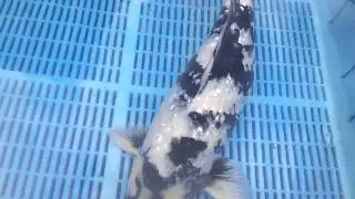 Gin-Rin Shiro Utsuri Koi for Sale - Mitchkoi