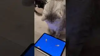 But can this cat catch a fish？ #cat #funny #shorts