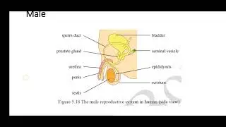 Grade 10 Biology, Chapter 5, Sexual Reproduction in Humans, Female Reproductive System