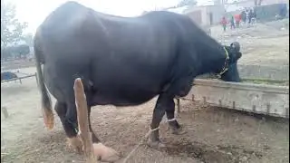 watch nili ravi buffalo for sale 16-1-2025 in punjab pakistan on YouTube 