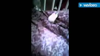 Cute dwarf hamster!