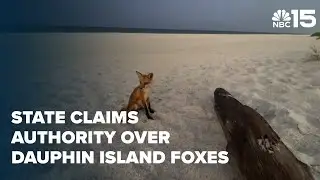 Court: State enters Dauphin Island fox fray, claims sole authority over their fate - WPMI NBC 15