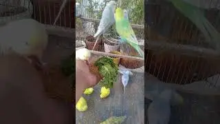 Rare Mutations Beautiful Budgies That Sell for Big 💵