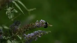 Busy bee sipping nectar in a vibrant garden