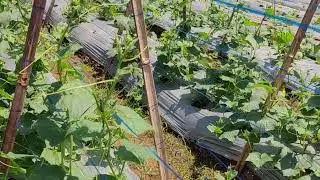 Secret Trick to Tie Bitter Melon Plants Neatly and Strong! - Agriculture Farming