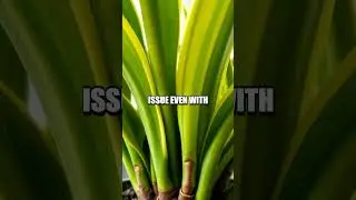 The Truth About Snake Plants and Air Quality