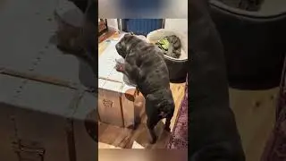 Cat plays with toilet paper, disaster mode 🤣🐱 #cat #fyp #Funny #viral #funnyvideos