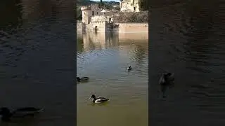 Patitos nadando en un lago con un bonito castillo.🦆🦆🦆🦆🏰