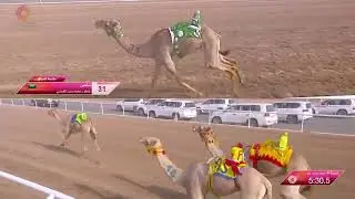 الشوط 8 لقايا قعدان عام صباح يوم الجمعة 1-9-2023 من #مهرجان_ولي_العهد_للهجن