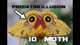 10 Io Moth Facts - The Predator Illusion Wings - Animal a Day I Week