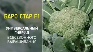 Баро Стар F1 – универсальный гибрид всесезонного выращивания
