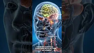 #Brain_Functions #aihealth #foyoupage #bodyexplained
